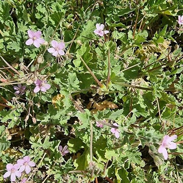 Erodium chium ফুল