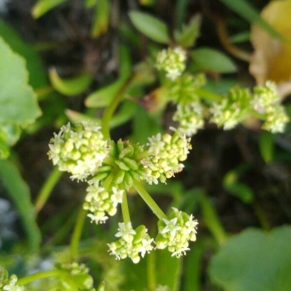 Hydrocotyle verticillata Цвят