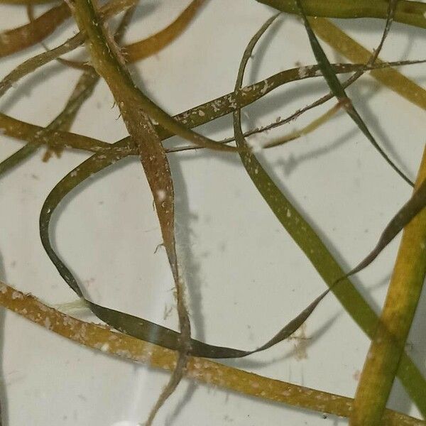 Zostera marina 葉