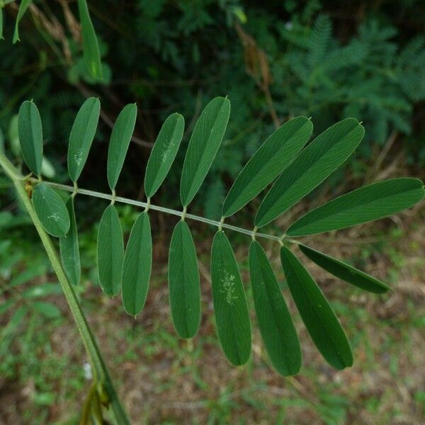 Tephrosia noctiflora Folio