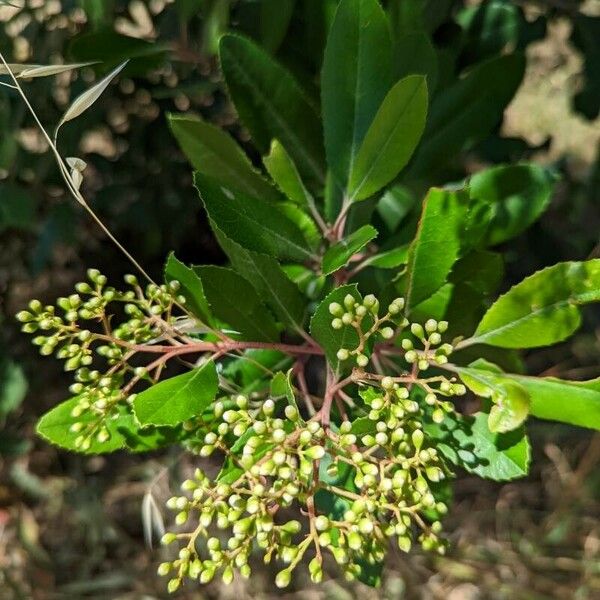 Photinia arbutifolia 花