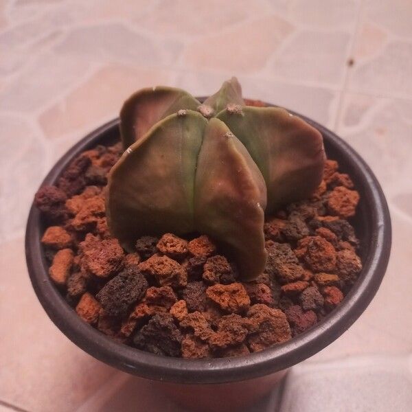 Astrophytum myriostigma Blatt