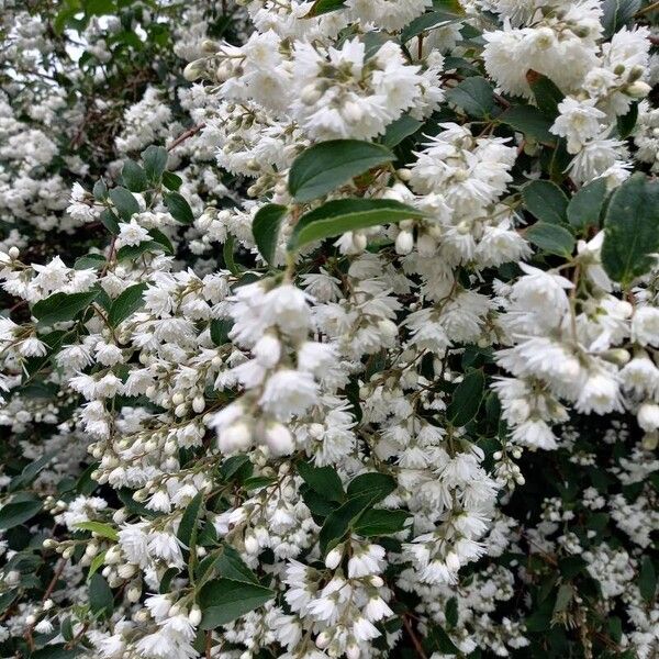 Deutzia crenata Flor