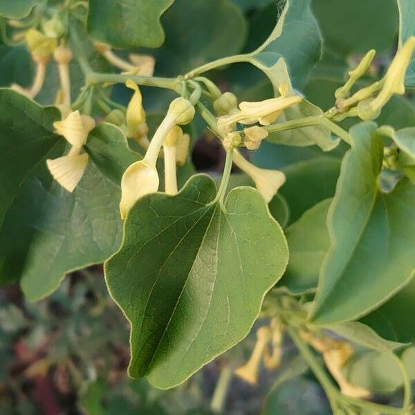 Aristolochia clematitis ᱥᱟᱠᱟᱢ