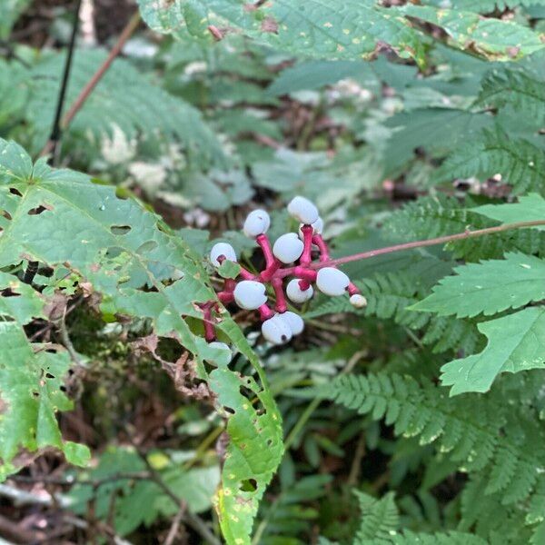 Actaea pachypoda Fruit