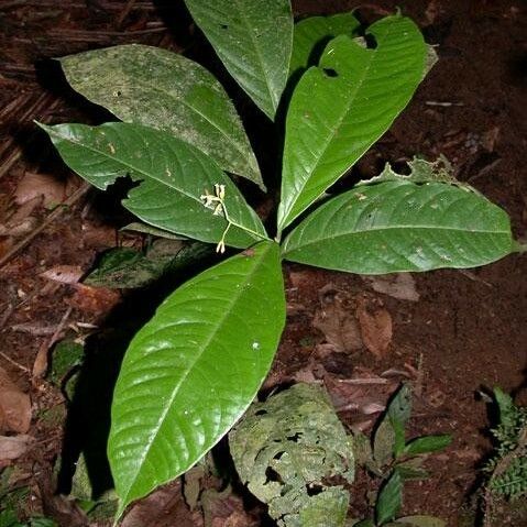 Neea amplifolia Liść