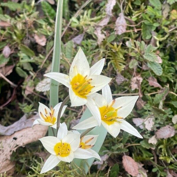 Tulipa turkestanica Kvet