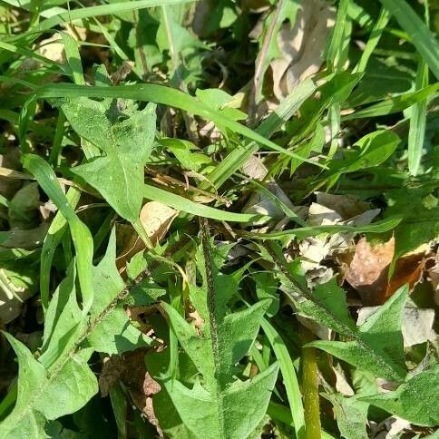 Taraxacum erythrospermum Fulla