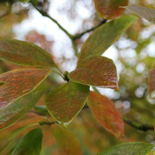 Sassafras albidum Leaf