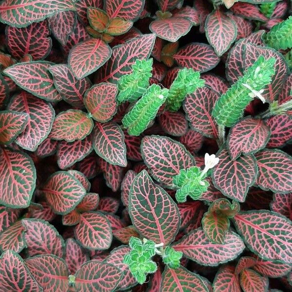 Fittonia albivenis Blüte