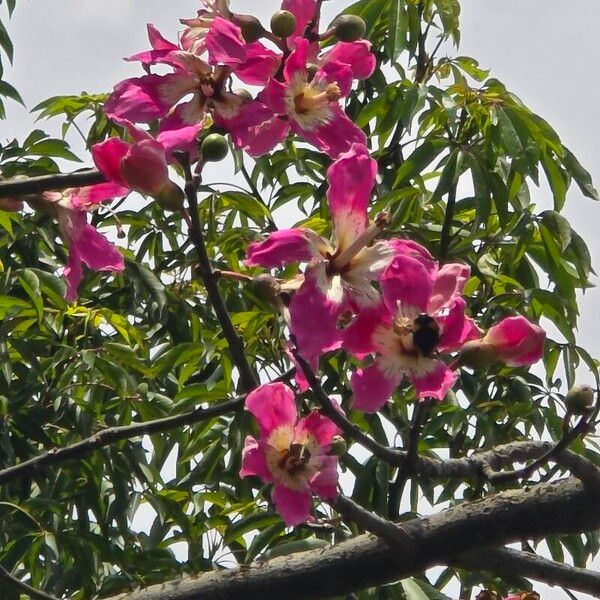 Ceiba speciosa फूल