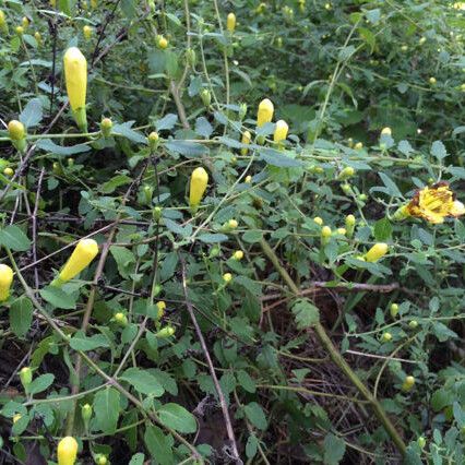 Aureolaria grandiflora Hábito