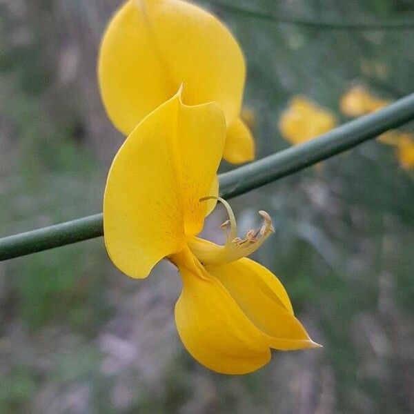 Spartium junceum Fleur