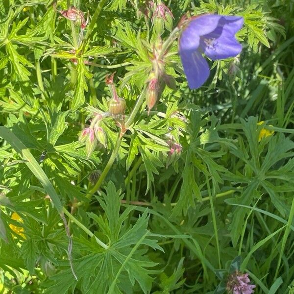 Geranium pratense Хабит