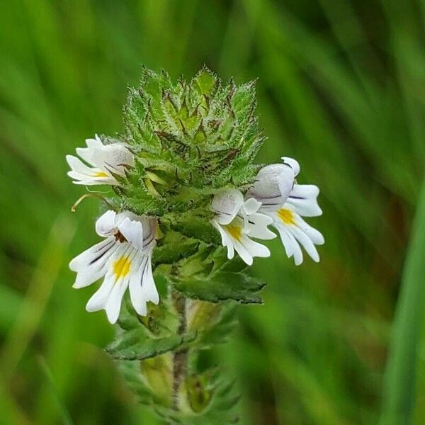 Euphrasia stricta Blomst