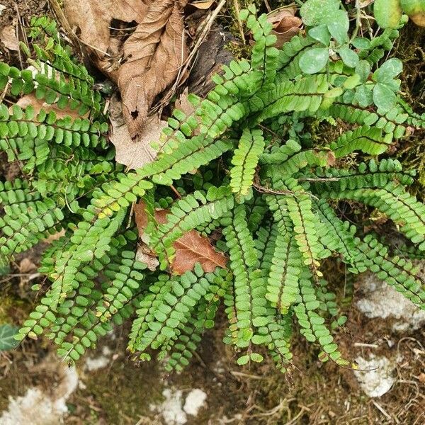 Asplenium trichomanes Leaf