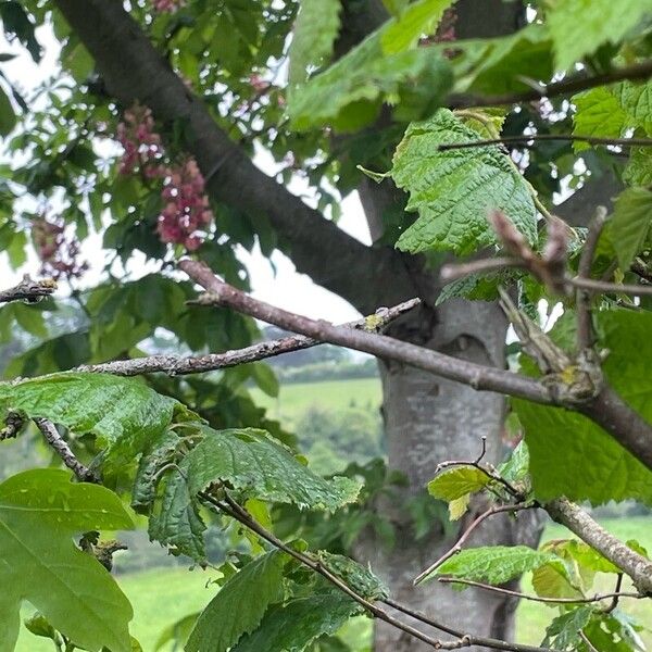 Aesculus × carnea Frunză