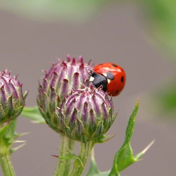 Cirsium arvense Άλλα