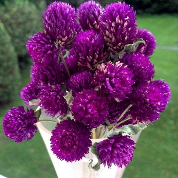 Gomphrena globosa Blomst