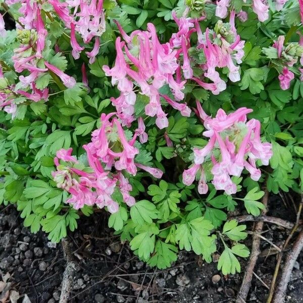 Corydalis solida Liść