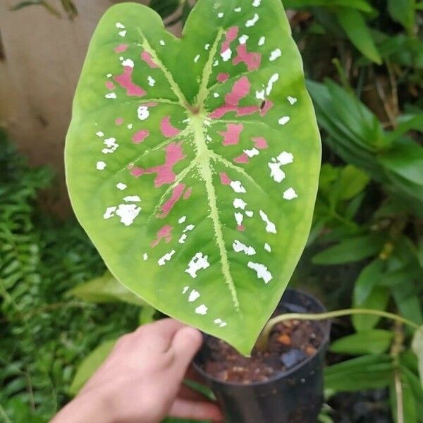 Caladium bicolor Leht