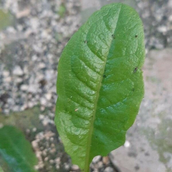 Rumex patientia Blad