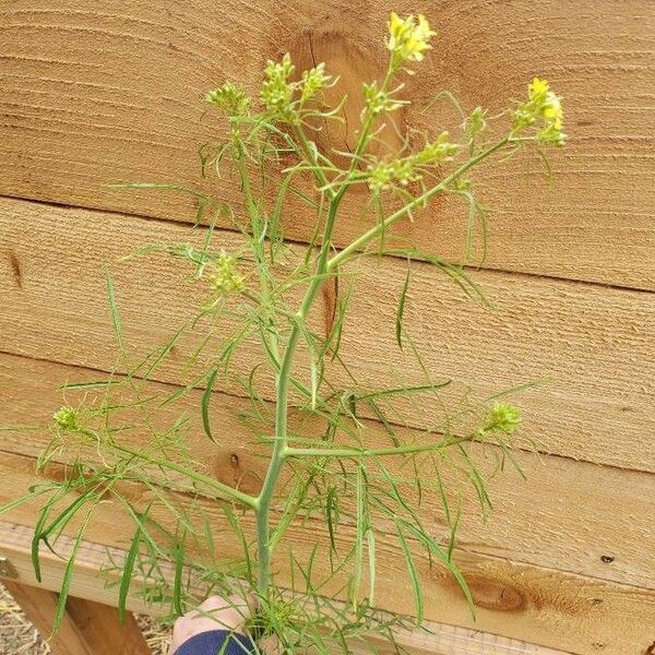 Sisymbrium altissimum Листок