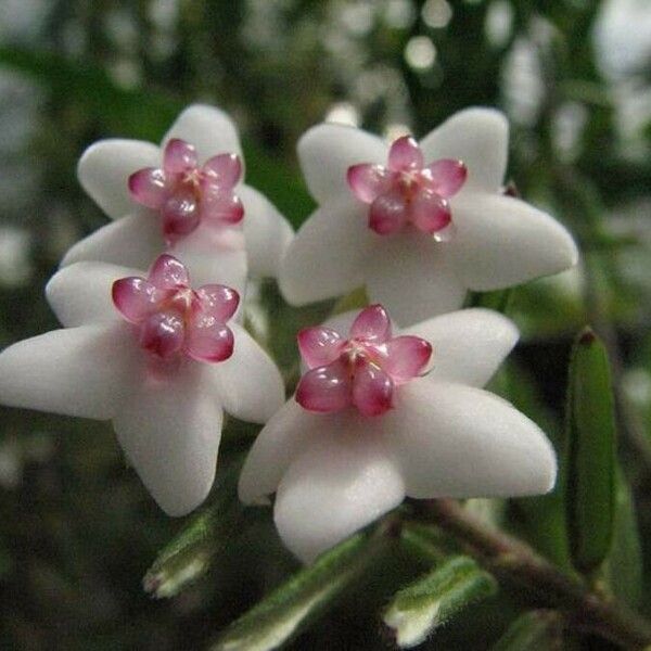 Hoya lanceolata Flor