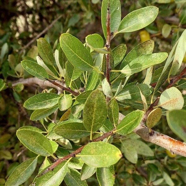 Pyrus spinosa Leaf