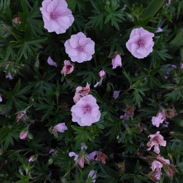 Geranium sanguineum Žiedas