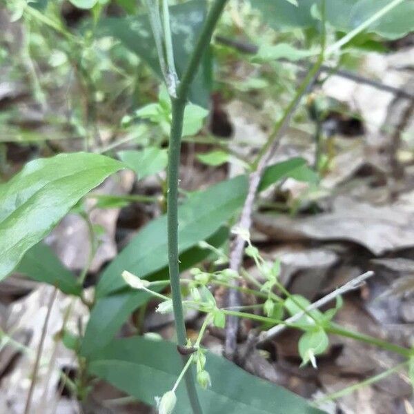 Smilax bona-nox چھال