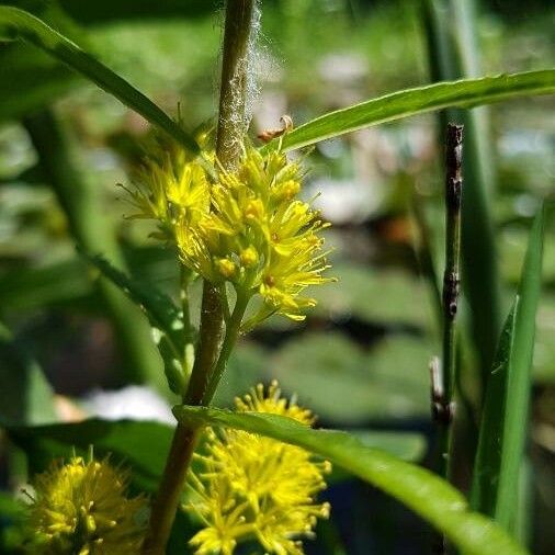 Lysimachia thyrsiflora Blüte