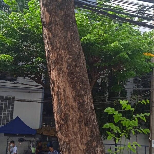 Pterocarpus indicus Φλοιός