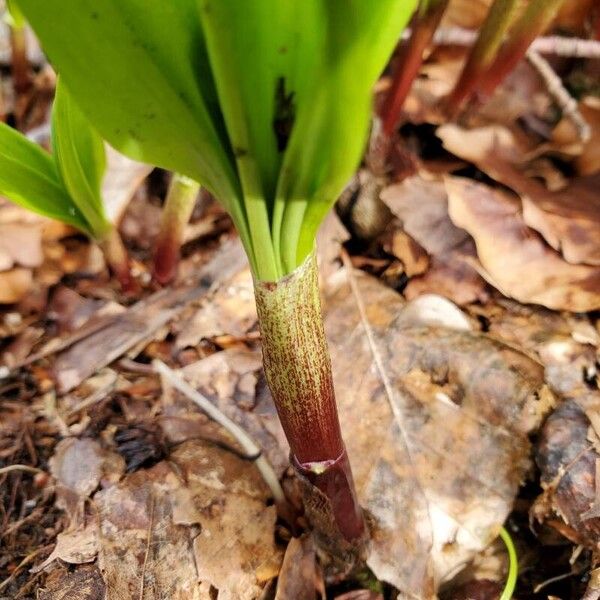 Allium tricoccum Φλοιός