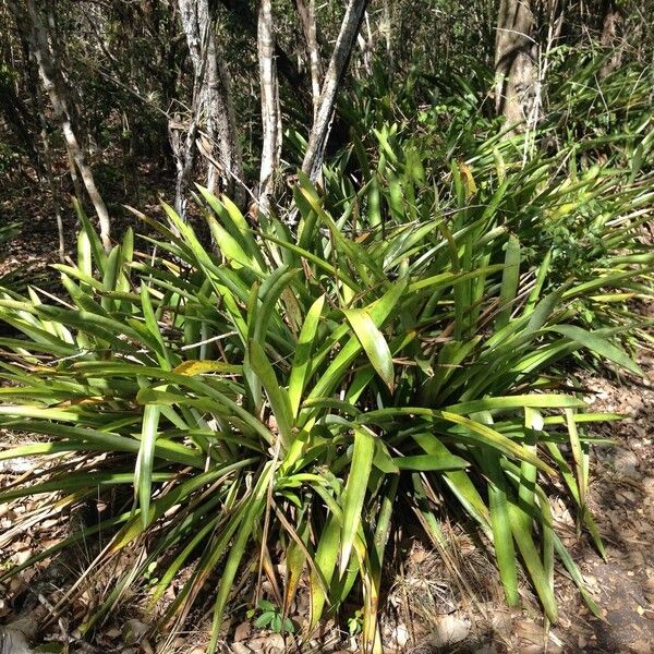 Bromelia karatas 整株植物