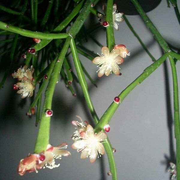 Rhipsalis dissimilis Λουλούδι
