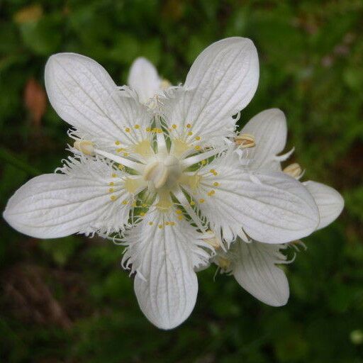 Parnassia cirrata Blodyn