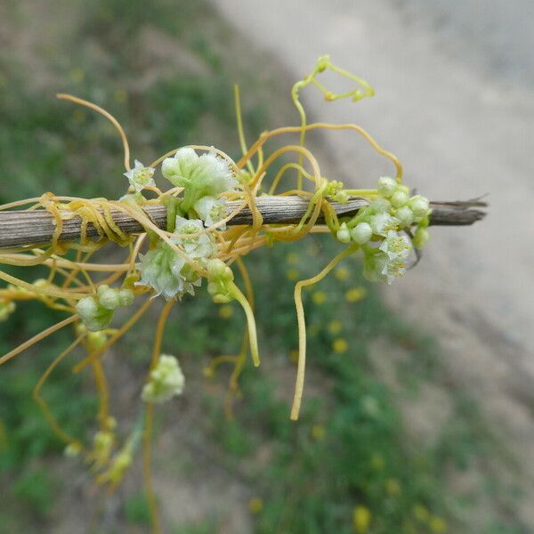 Cuscuta campestris Hábito