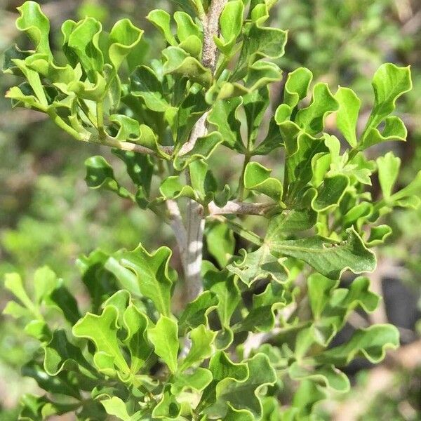Searsia burchellii Leaf