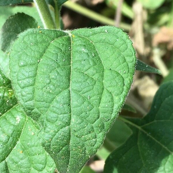 Tithonia rotundifolia Leaf