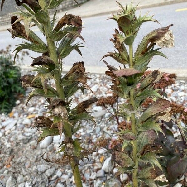 Acanthus spinosus Floare