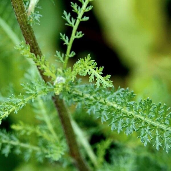 Achillea nobilis Leaf