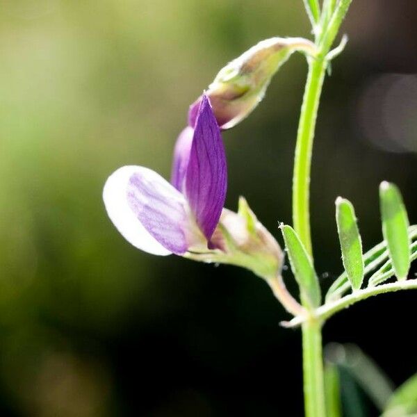 Vicia peregrina Flor