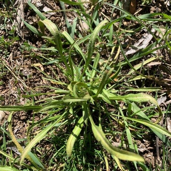 Pseudopodospermum brevicaule Leaf