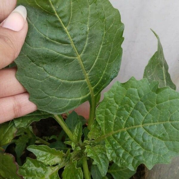 Physalis philadelphica Blad