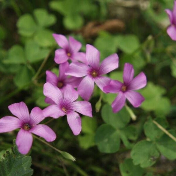 Oxalis debilis Kvet