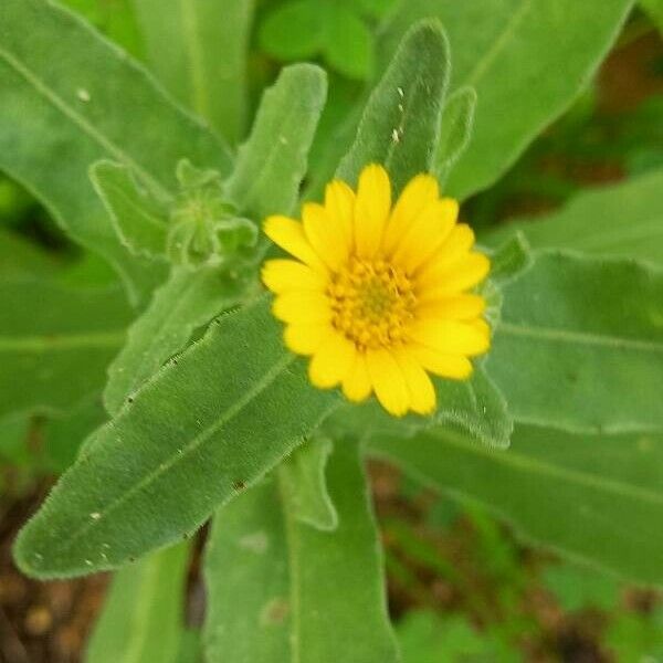 Calendula arvensis Квітка