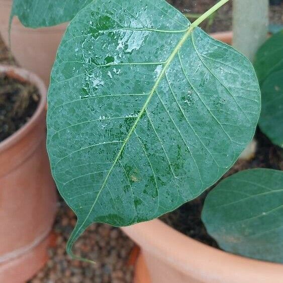 Ficus religiosa Leaf