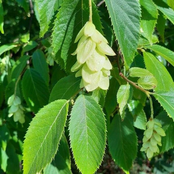 Ostrya virginiana Cvet