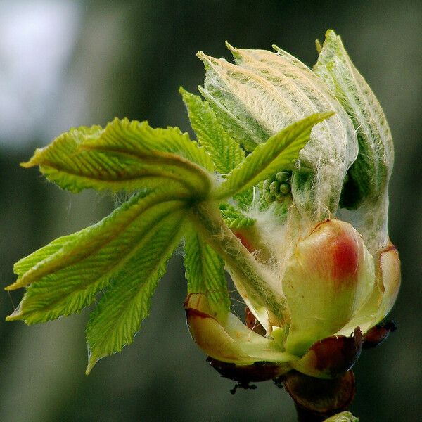 Aesculus hippocastanum Leaf